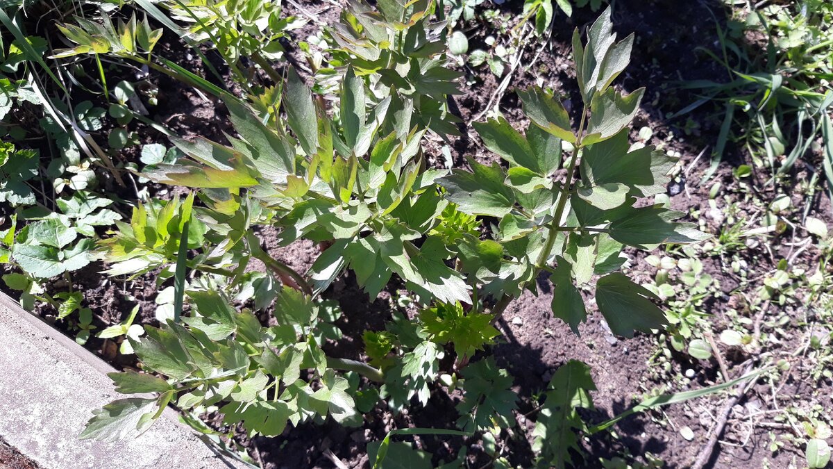 Такая красота растёт на нашем огороде