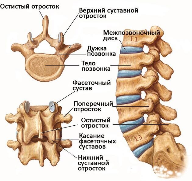 строение шейного отдела позвоночника