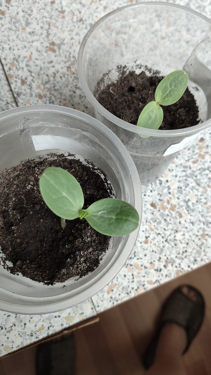 Всходы кабачка