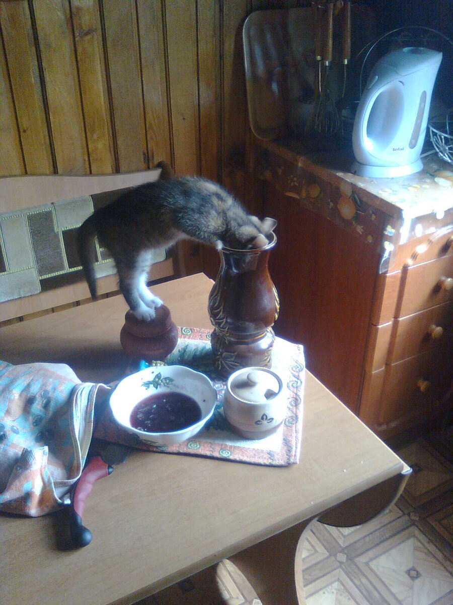 Первый котенок