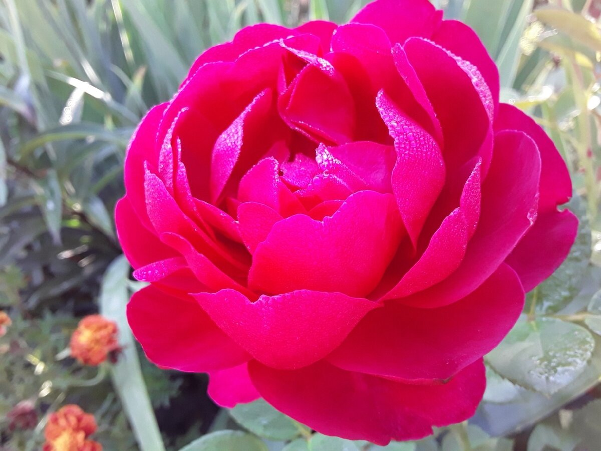 Чайно-гибридная роза, сорт Ascot