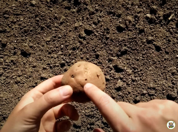 Проволочник повредил картофель