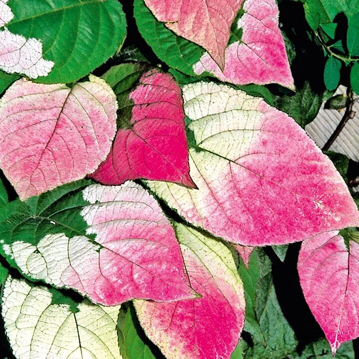 Листья актинидии