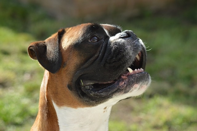 boxerdogmadness/Pixabay/Pixabay License