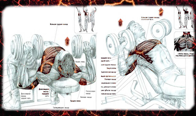 Схемы из книги: Ф. Дэлавье "Анатомия силовых упражнений"