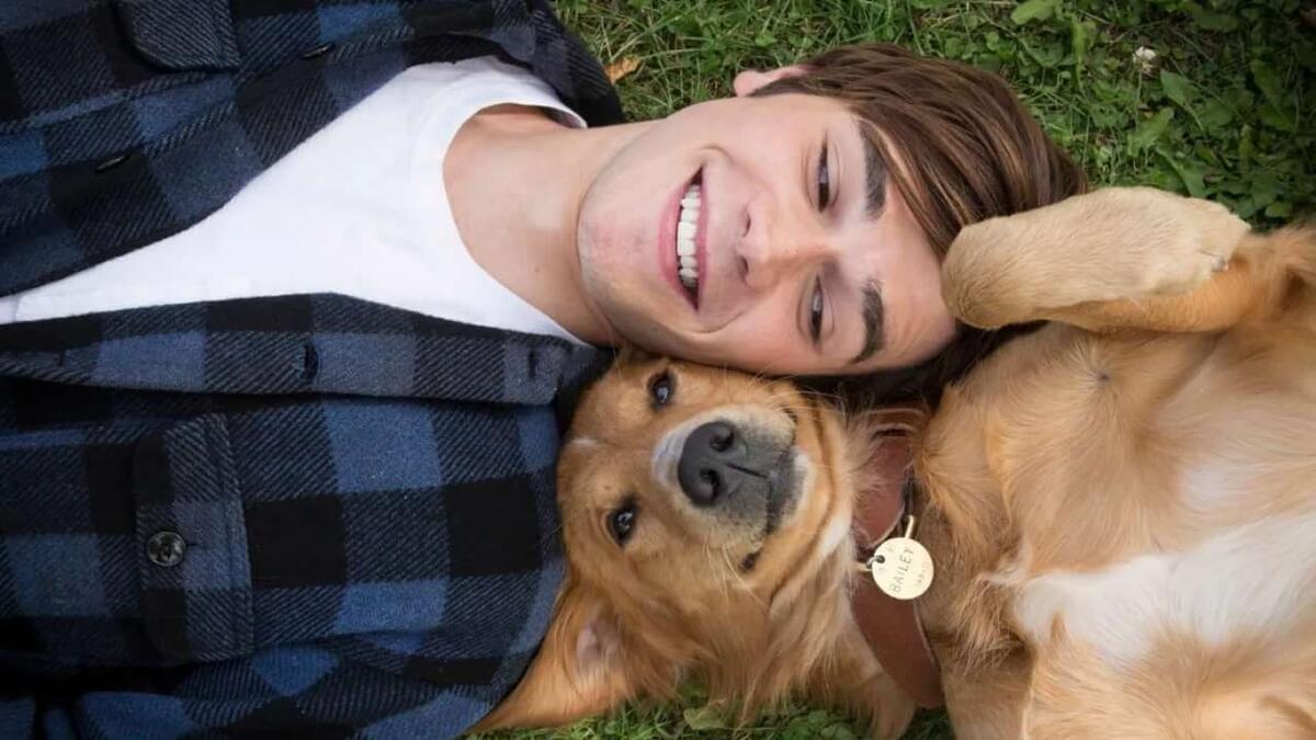 Собачья жизнь