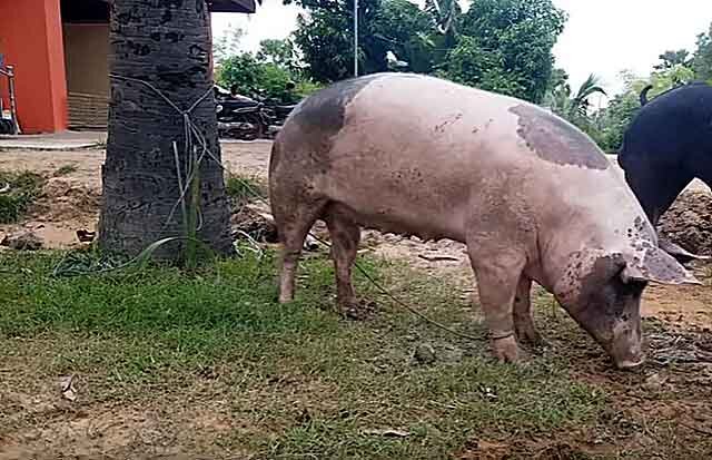 Вьетнамская свинья спаривание. Как гуляют свиньи