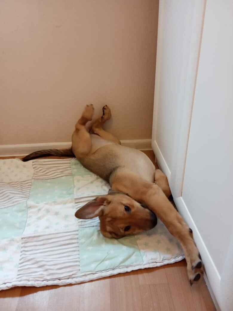 Девочка Иста, приют для бездомных собак "Друг", СПБ