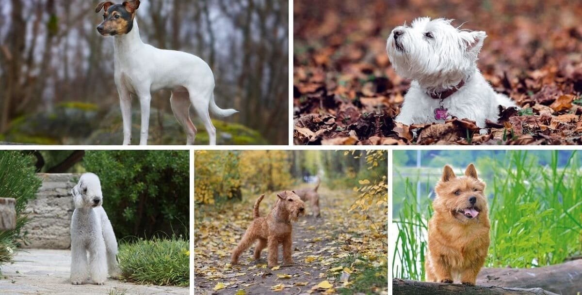 Породы собак: названия от А до Я с описанием и фото