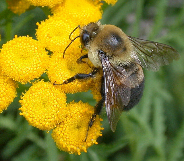 Интересное о пчёлах