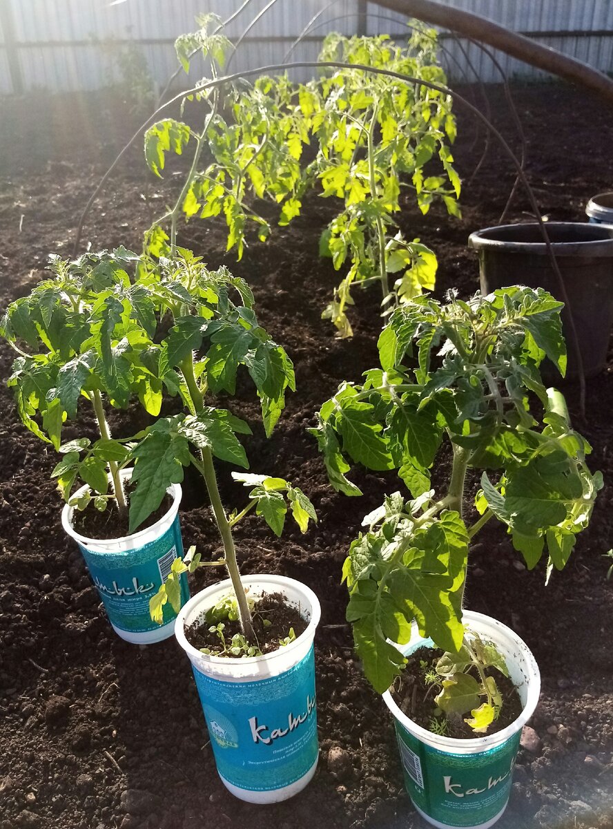 В мае при высадке размерами особенно не отличался, но был уже с бутонами (сажала в середине марта) 