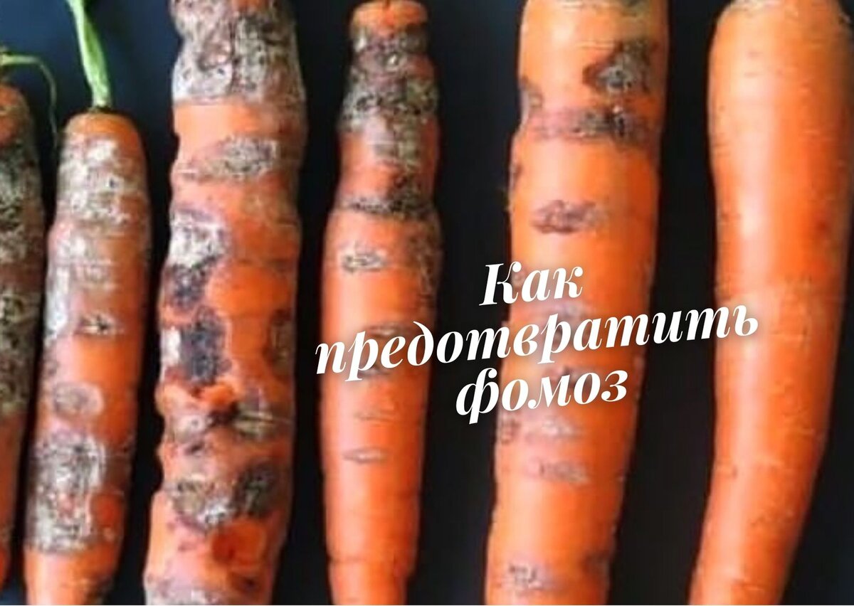Морковь чернеет. Фомозная гниль моркови.