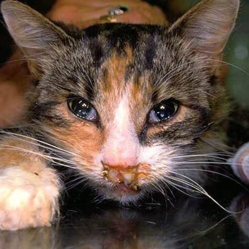 5 первых симптомов калицивироза у кошек: проявления и лечение