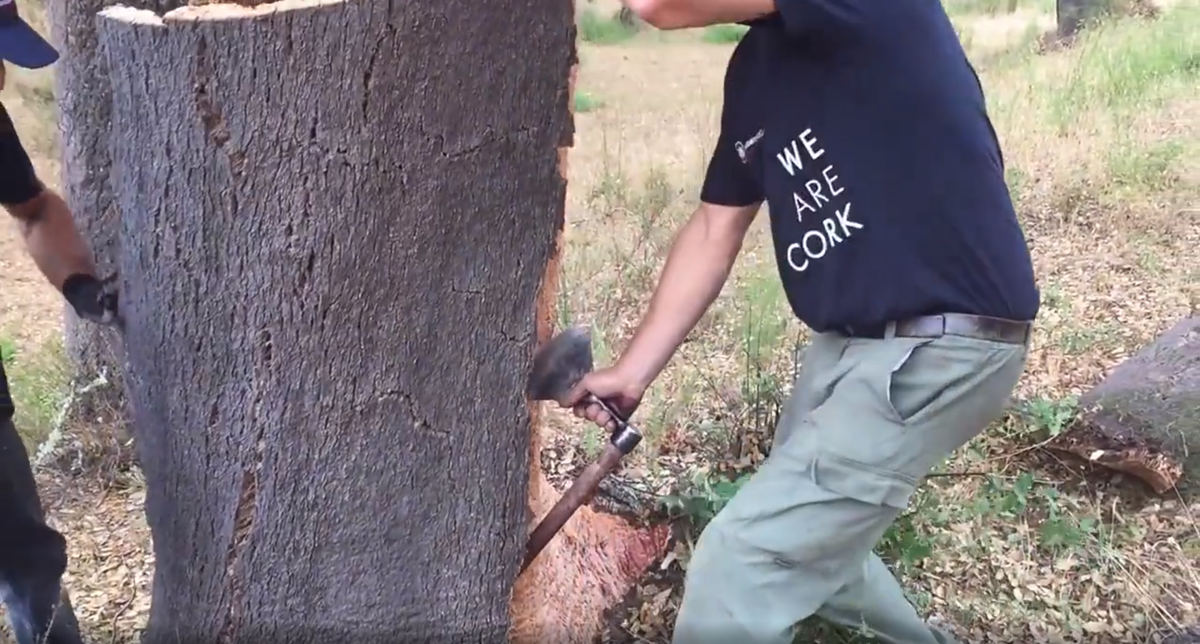 Пара подготовленных мужчин могут целиком содрать кору с дерева за 10 минут