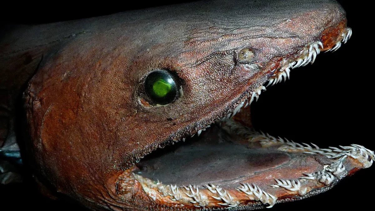 Плащеносная акула - экземпляр 1988 года