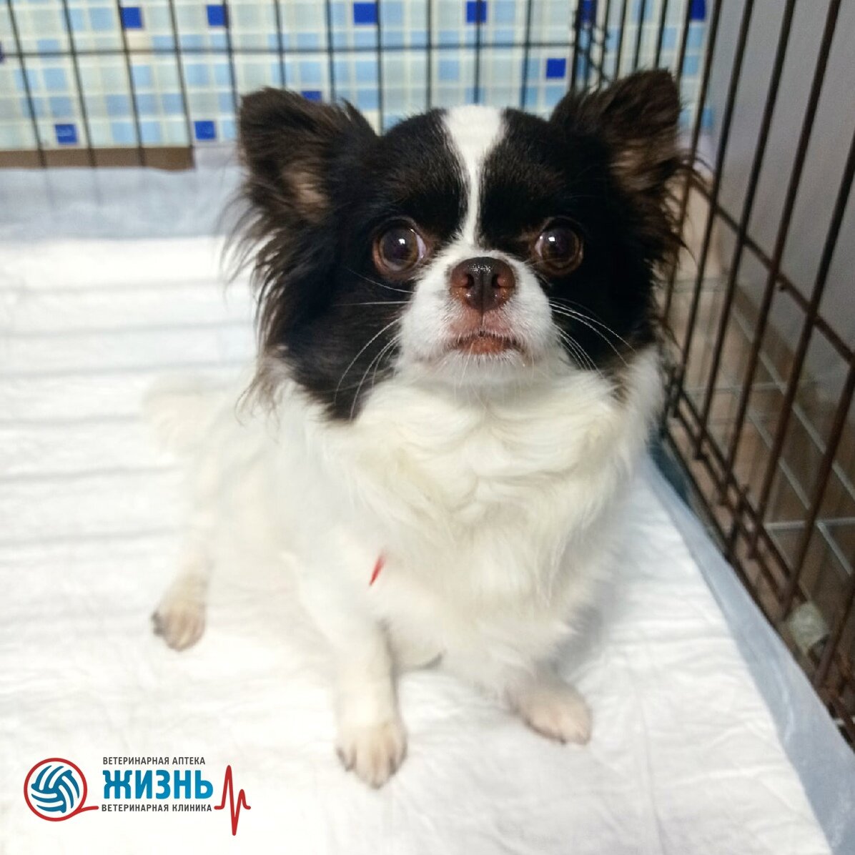 Чихуахуа Саня перед операцией в ветеринарной клинике "Жизнь'