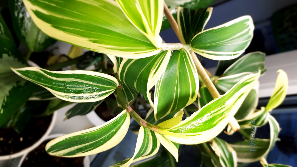 Костус вариегатный