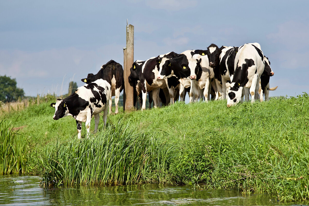 Молочные породы коров: 6 лучших - AgroApp: Быстрое кредитование для агробизнеса