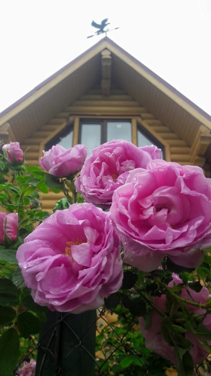 Ханса. Роза - ругоза. 