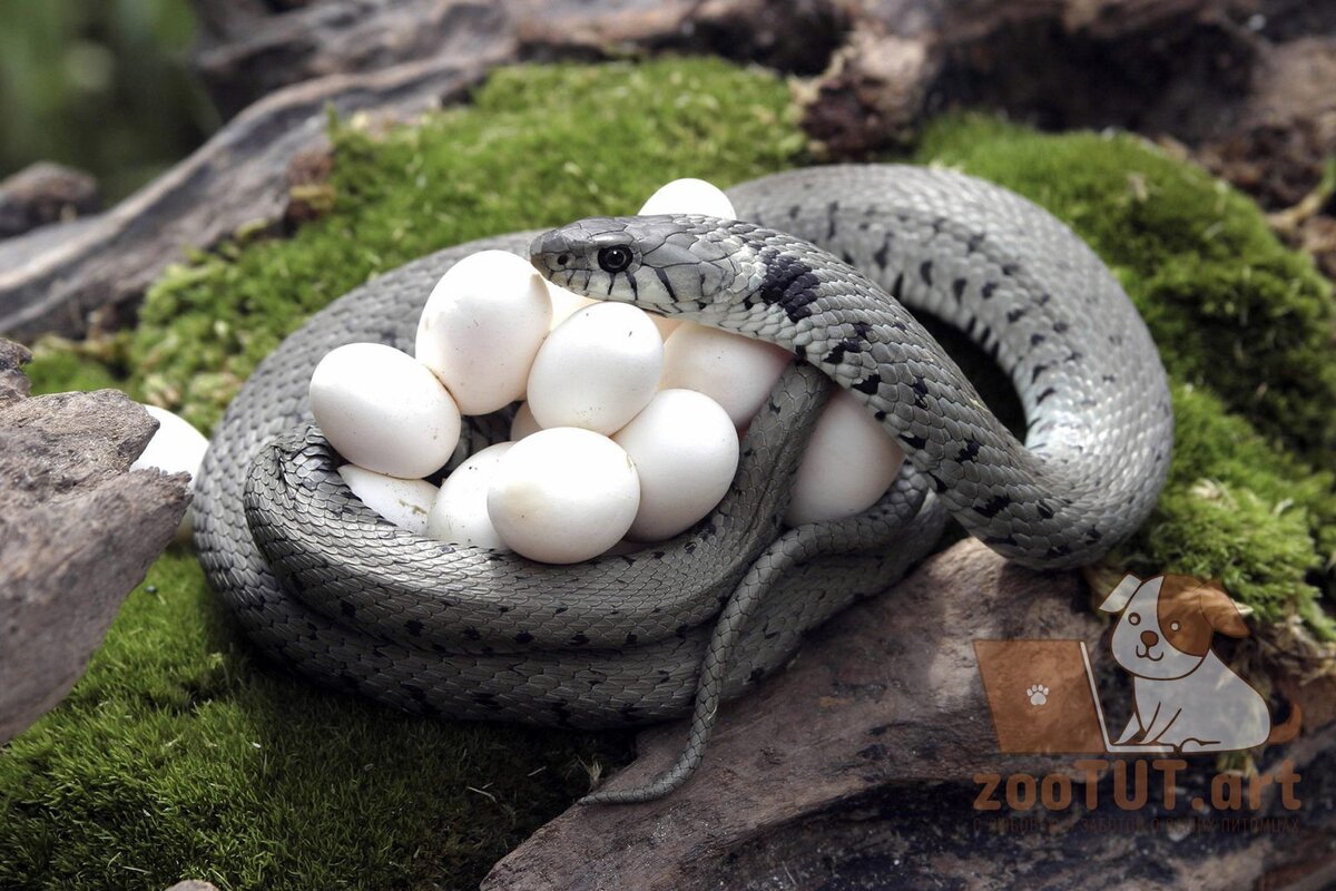 Все ли виды змей могут откладывать яйца? | Домашние питомцы и не только.  Ветеринария, Флора и фауна | Дзен