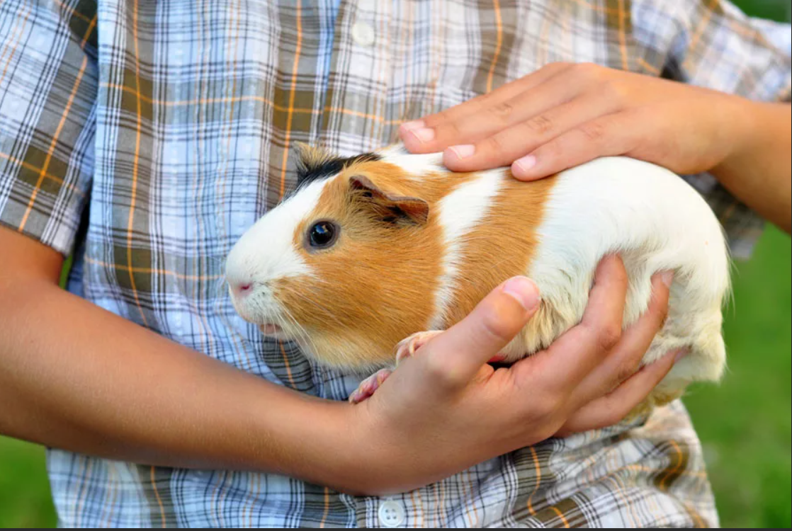 Морская свинка в домашних условиях