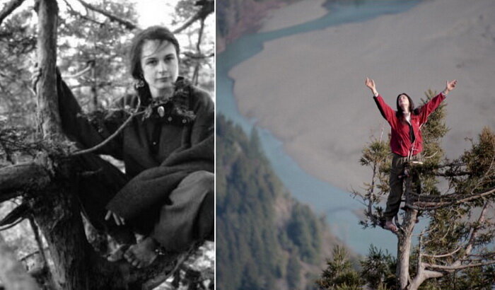 С декабря 1997 по декабрь 1999 году Джулия жила на дереве.