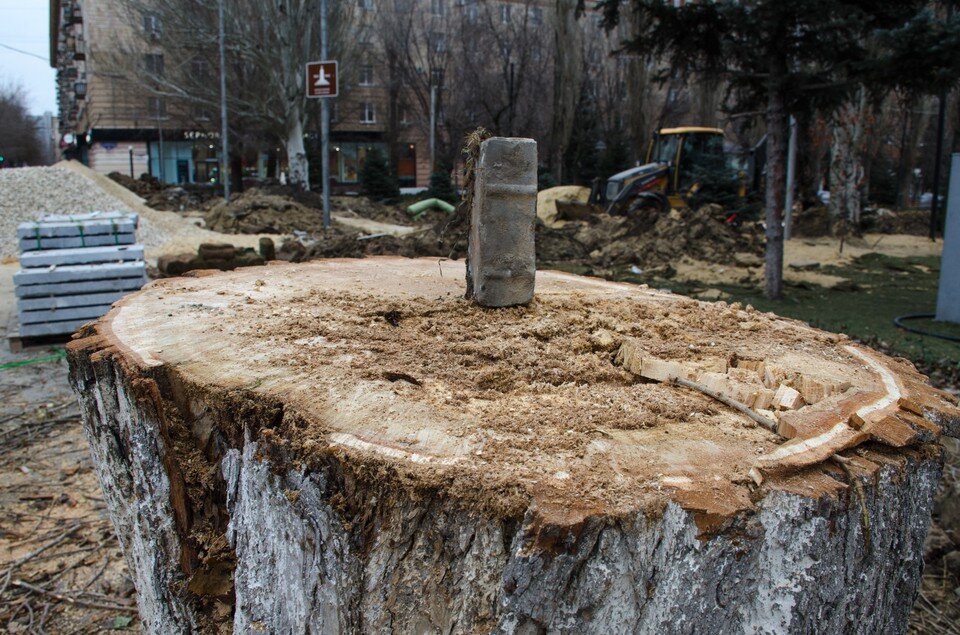     До этого на аллее срубили огромный тополь. Геннадий БИСЕНОВ