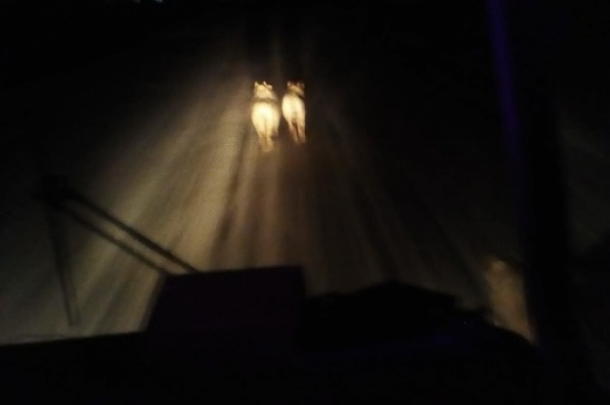    Под Новосибирском не нашли следов стаи волков