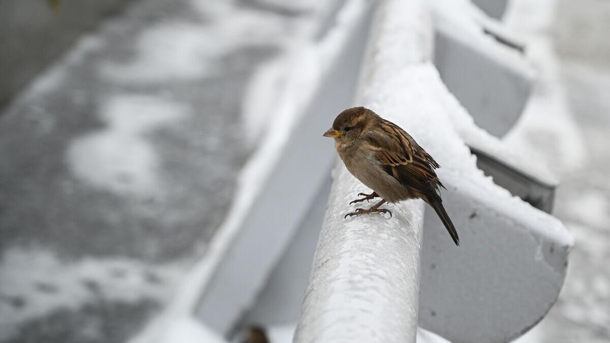    Воробей сидит на покрытом льдом ограждении© РИА Новости / Рамиль Ситдиков