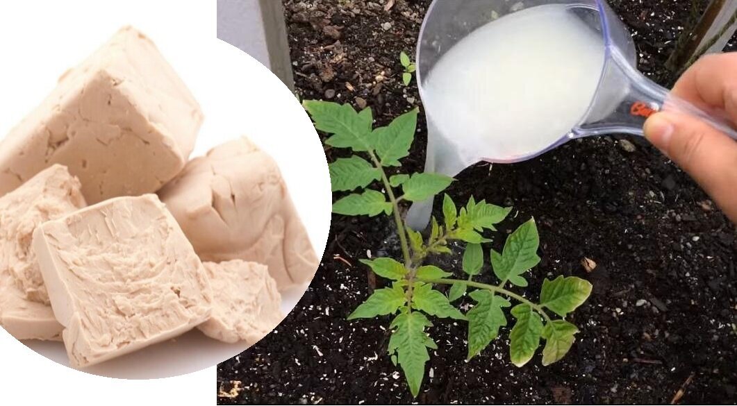 Майл. Картинки