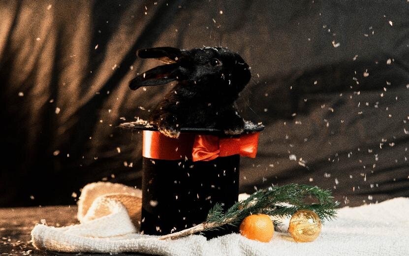    Беречь уши и кормить сеном: что нужно знать перед покупкой декоративного кролика