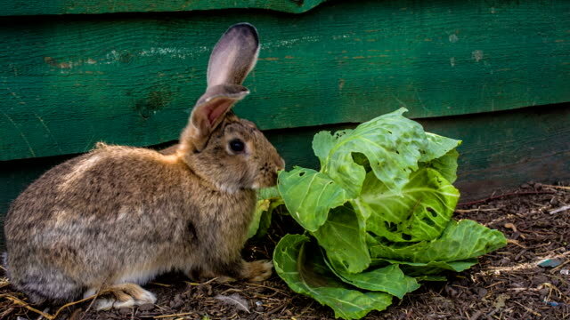 Ушастик жует капусту.🐇