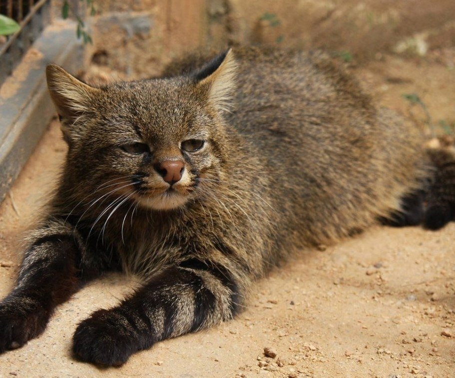 Пампасская кошка: как выглядит и в чём её особенность | Наши питомцы | Дзен