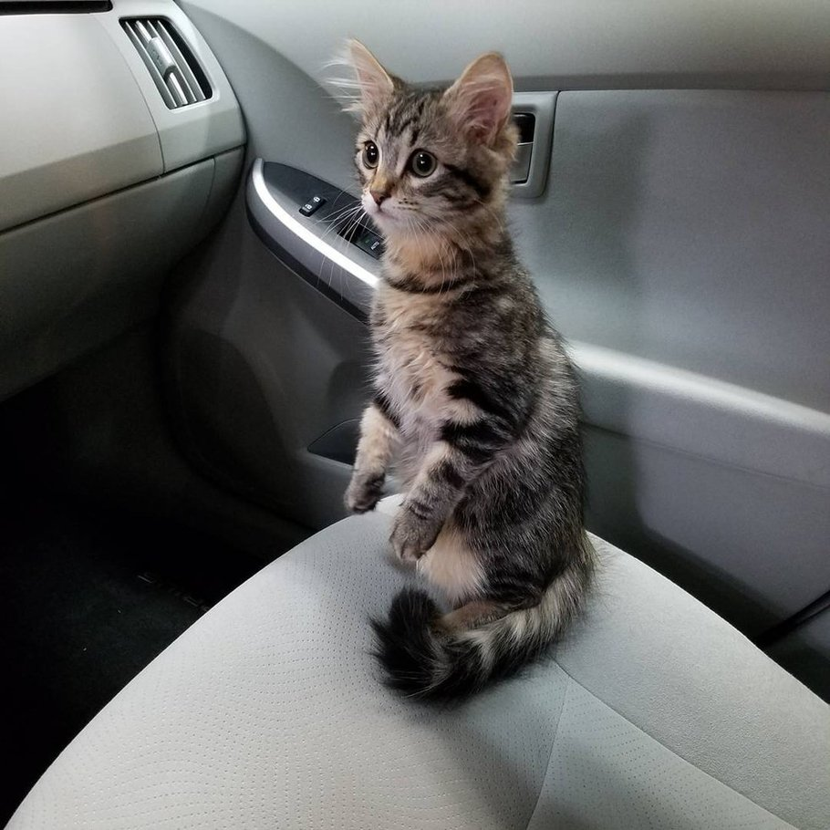 Кот на торпеде автомобиля