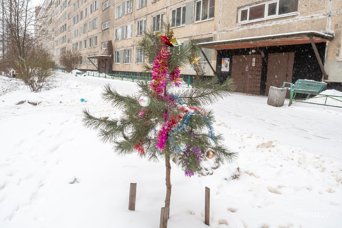 Да. И такие елки были. Или это сосна? ))