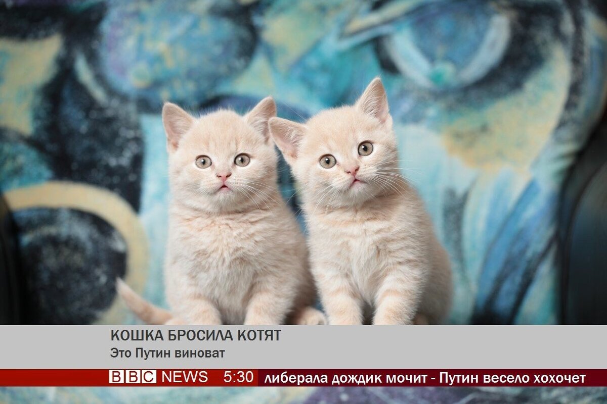 Кошка бросила котят пусть скребутся как хотят картинки