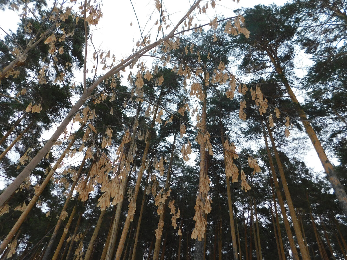 Ветер шумит в вершинах сосен. Фото автора.