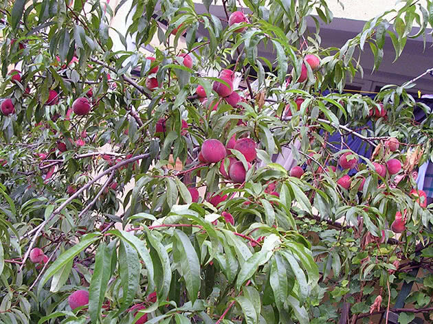 Фото с сайта https://floristics.info/ru/stati/sad/2643-persik-posadka-i-ukhod-obrezka-i-privivka.html