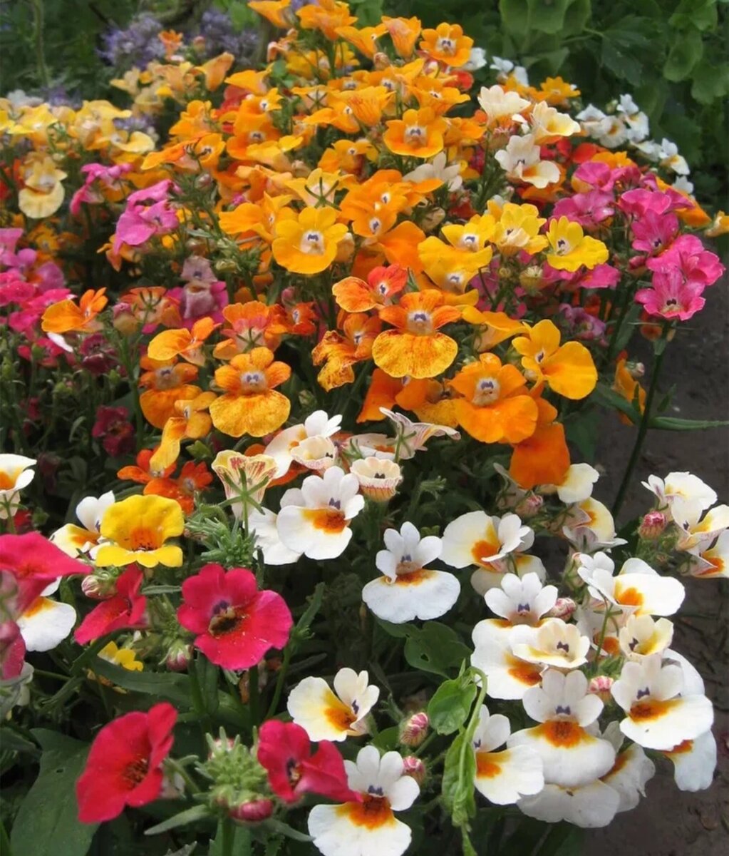 Яркие и красивые цветы необычной окраски