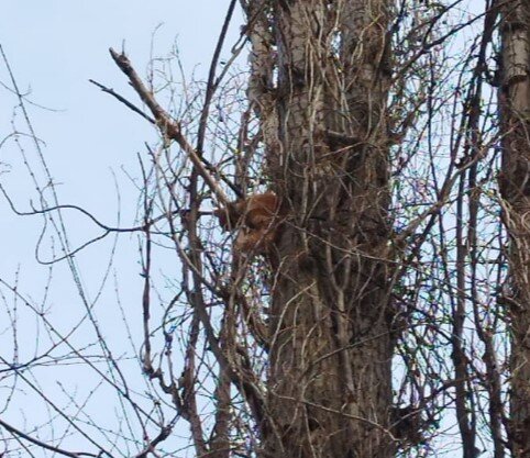 Рыжий кот, зависший на высоте 3-этажного дома📷     Рейтинг-2022, составленный по сообщениям читателей «Волжской правды»
