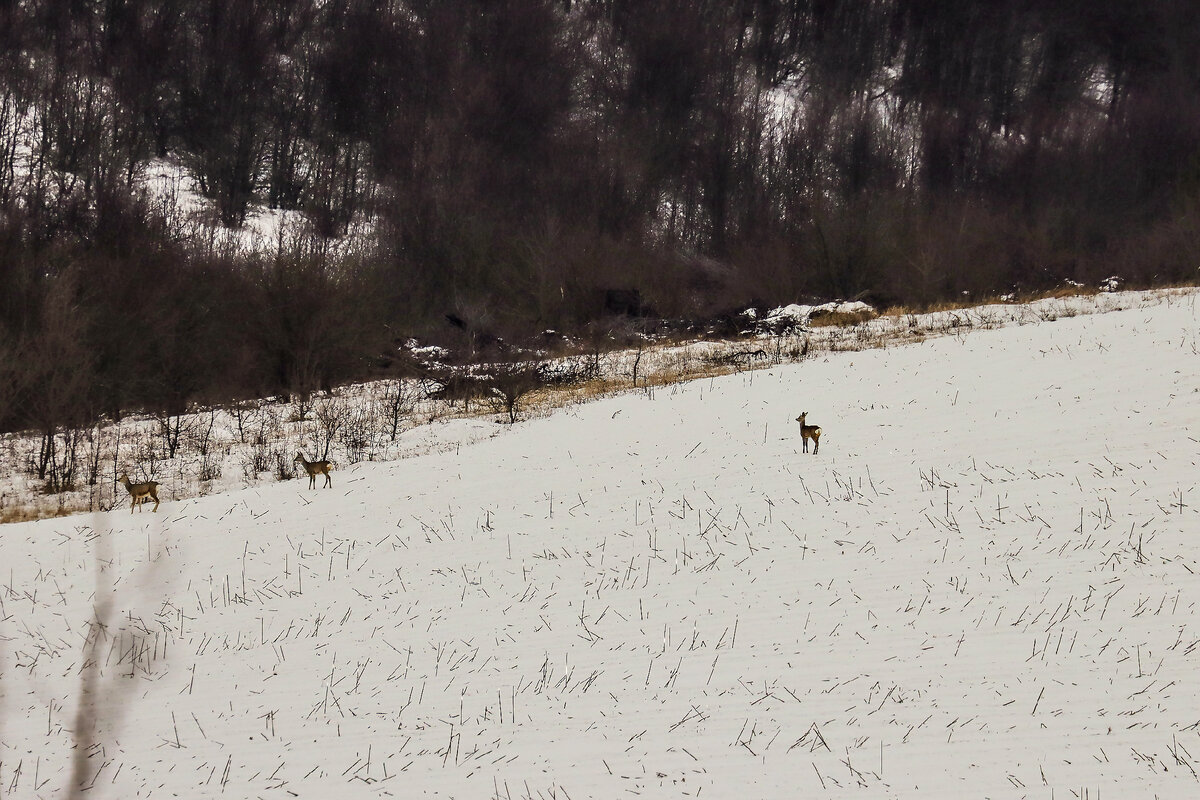 Самый маленький решил остаться 