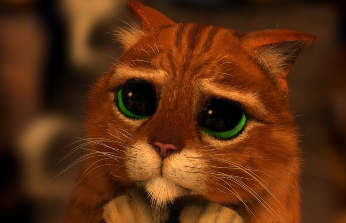 Котик с глазами просящими - картинки и фото qwkrtezzz.ru