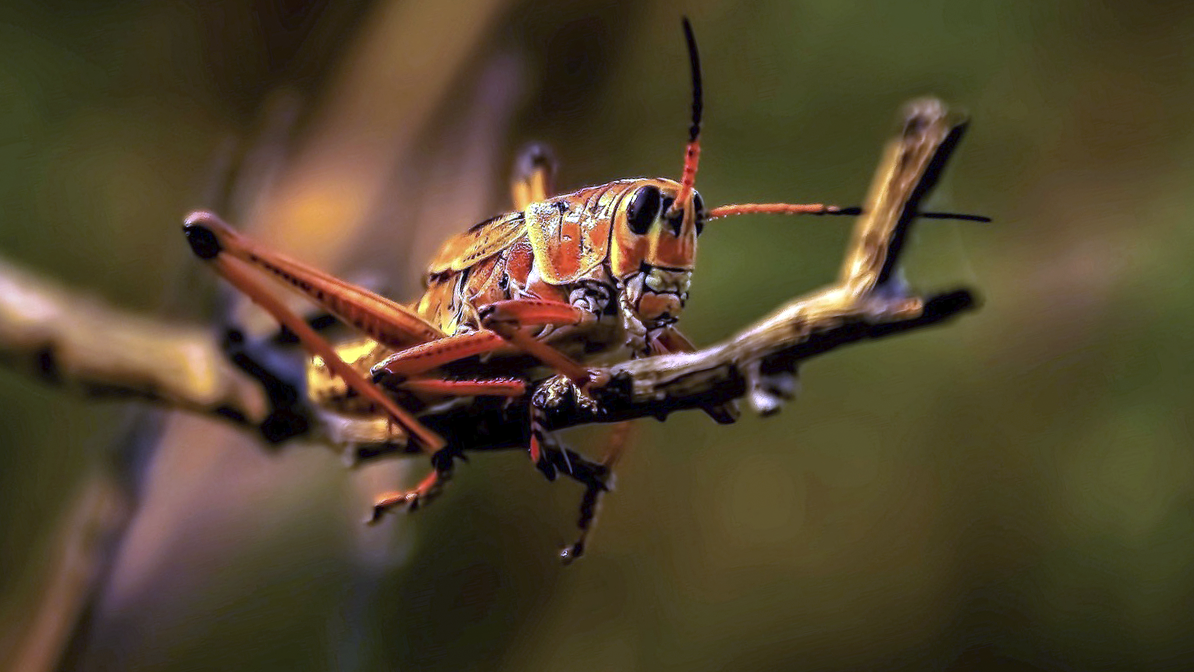 Взрослая особь саранчи