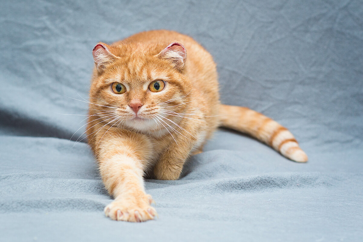 Хотелось, конечно, сбежать. Но пришлось позировать