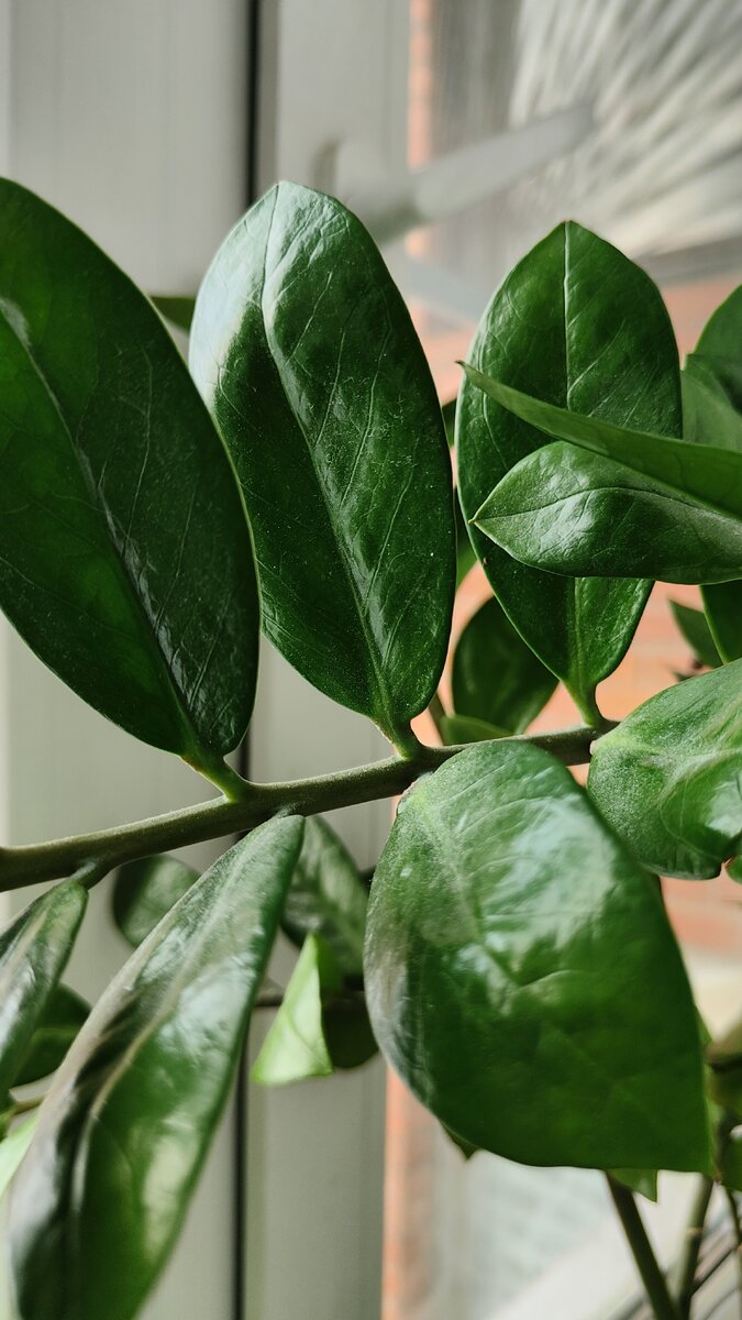 Долларовое дерево поддерживает меня в написании этой статьи.