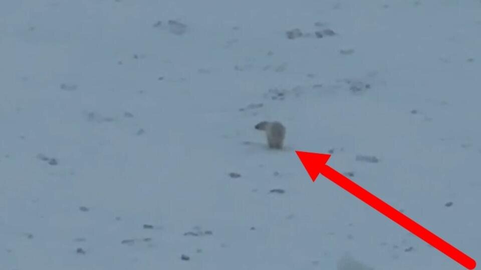     Экипаж атомного ледокола встретил белого медведя на Карском море Telegram