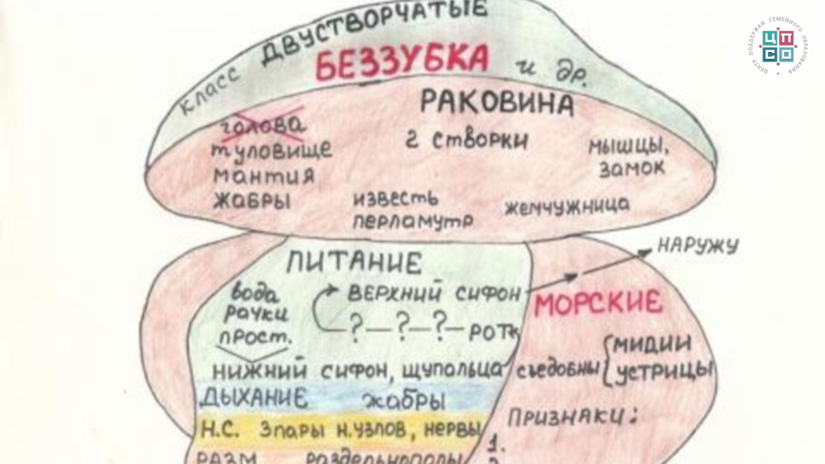 Опорные схемы по биологии. Конспекты по биологии. Опорный конспект. Шаталов опорные конспекты по биологии. Опорный конспект моллюски.