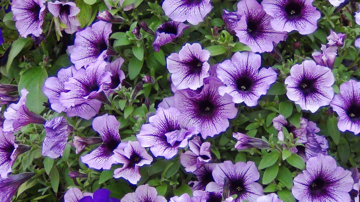 Городские цветы. Автор фото: Петр Аксенов Москва #petraksenov