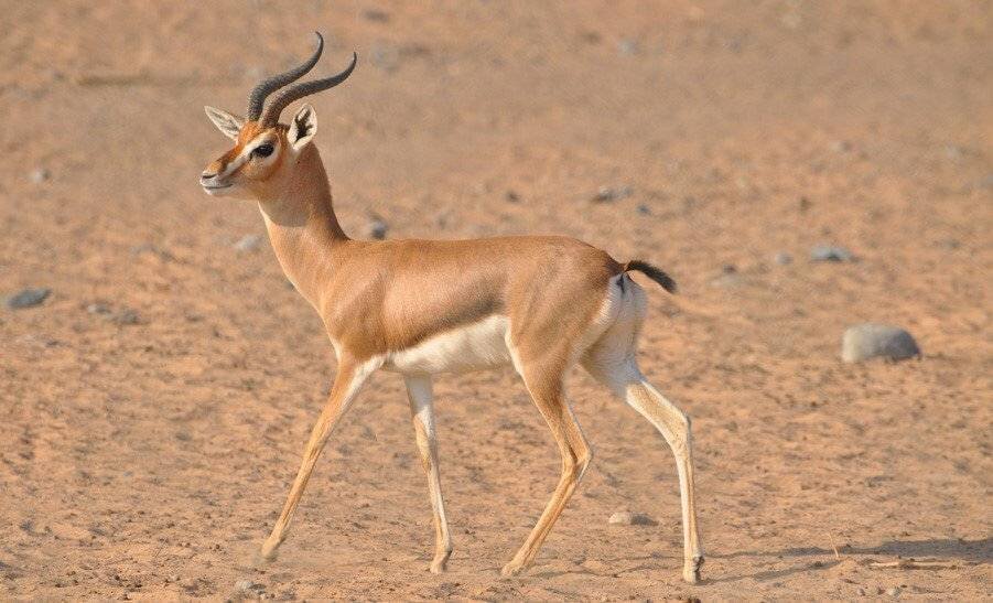 Джейран. Источник фото zookakadu