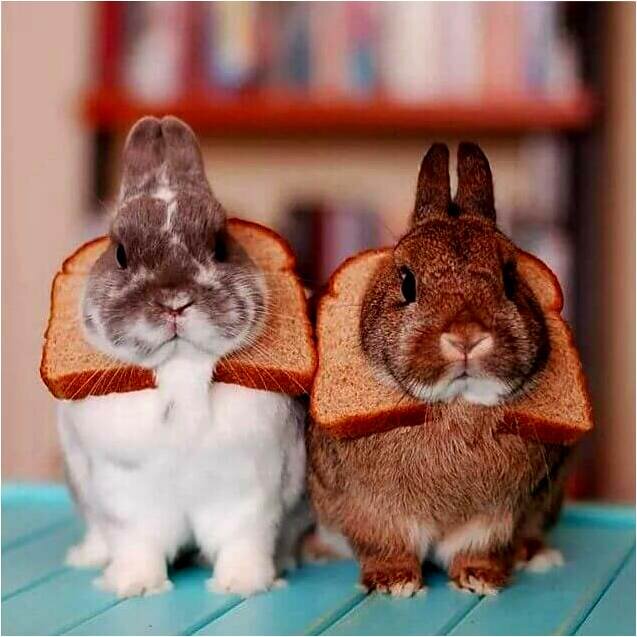 Что означают различные звуки, которые издает кролик?